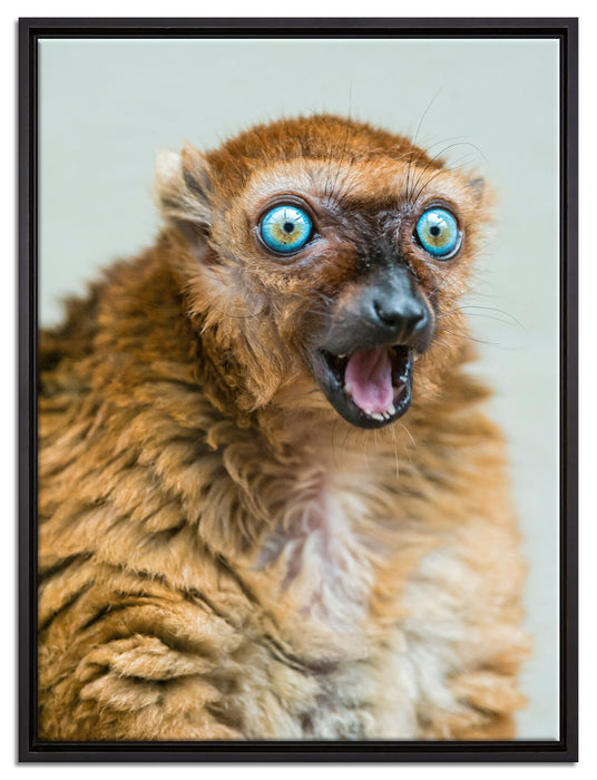 aufmerksamer Blauaugenmaki auf Leinwandbild gerahmt Größe 80x60