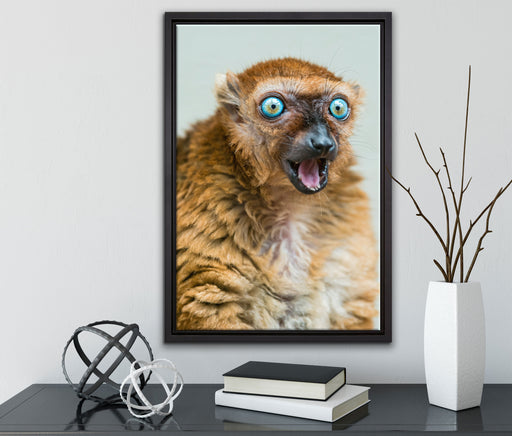 aufmerksamer Blauaugenmaki auf Leinwandbild gerahmt mit Kirschblüten