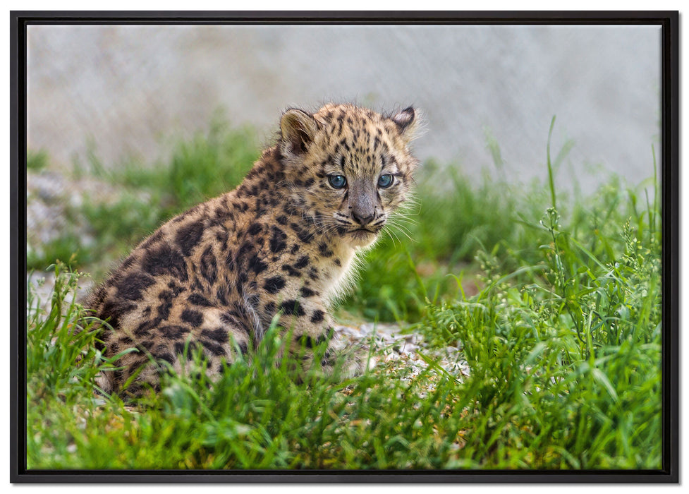 junger Leopard im Gras auf Leinwandbild gerahmt Größe 100x70