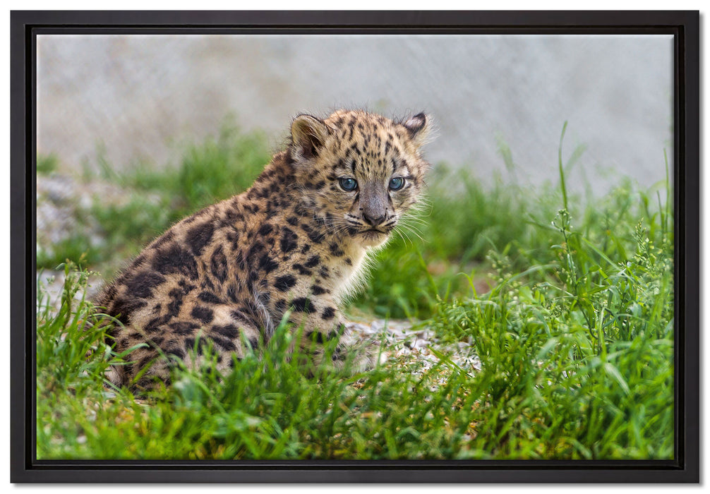 junger Leopard im Gras auf Leinwandbild gerahmt Größe 60x40