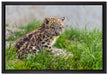 junger Leopard im Gras auf Leinwandbild gerahmt Größe 60x40