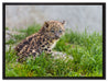 junger Leopard im Gras auf Leinwandbild gerahmt Größe 80x60