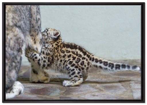 kleiner Leopard beim Spielen auf Leinwandbild gerahmt Größe 100x70