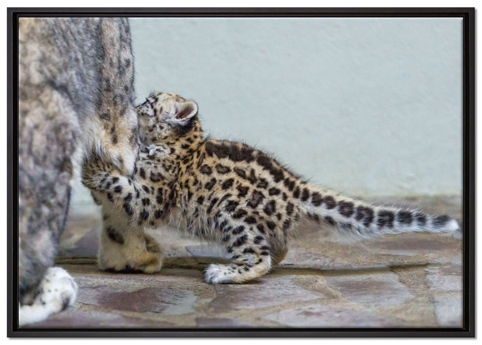 kleiner Leopard beim Spielen auf Leinwandbild gerahmt Größe 100x70