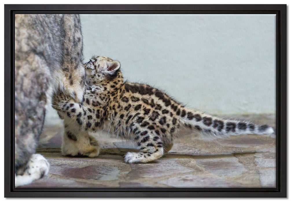 kleiner Leopard beim Spielen auf Leinwandbild gerahmt Größe 60x40