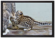 kleiner Leopard beim Spielen auf Leinwandbild gerahmt Größe 60x40