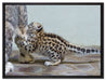 kleiner Leopard beim Spielen auf Leinwandbild gerahmt Größe 80x60