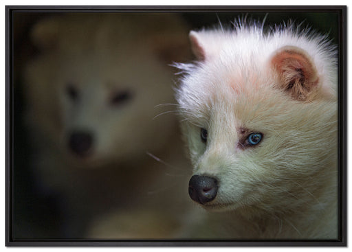 Polarfuchs in Höhle auf Leinwandbild gerahmt Größe 100x70