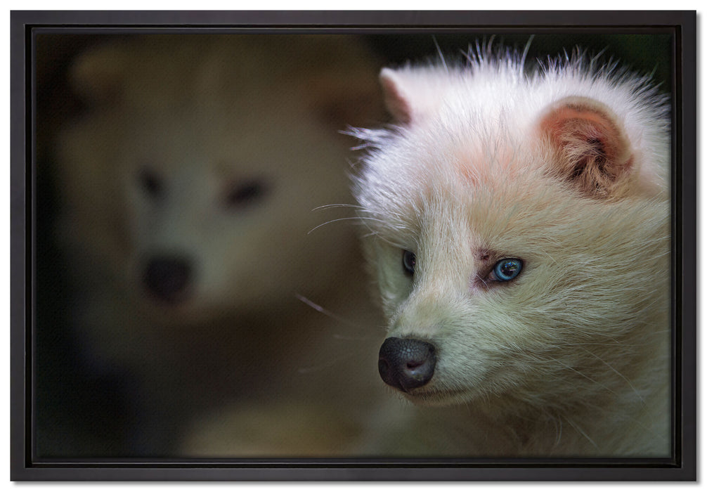 Polarfuchs in Höhle auf Leinwandbild gerahmt Größe 60x40