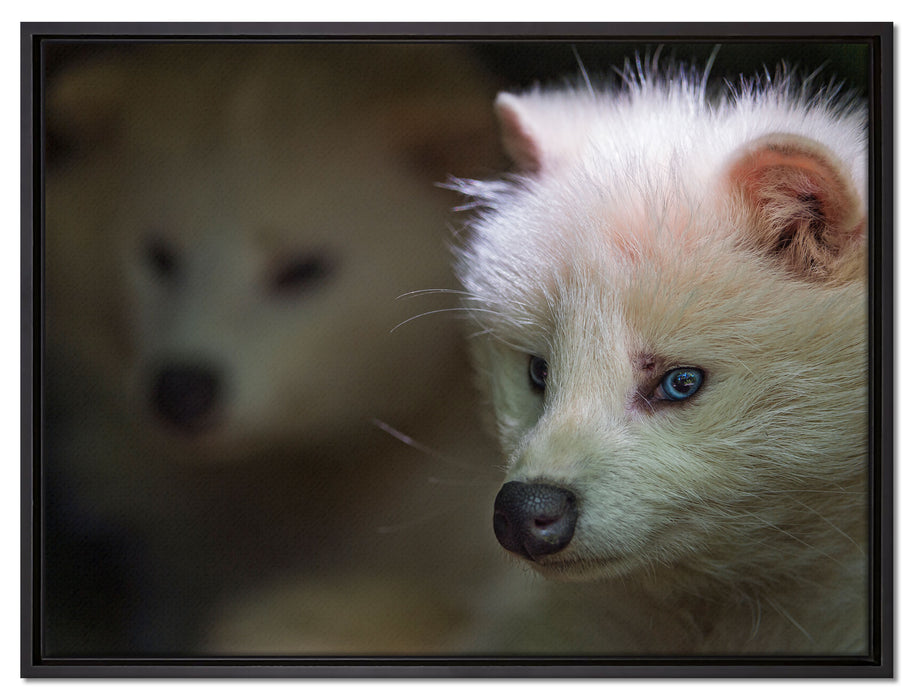 Polarfuchs in Höhle auf Leinwandbild gerahmt Größe 80x60