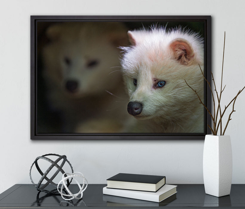Polarfuchs in Höhle auf Leinwandbild gerahmt mit Kirschblüten
