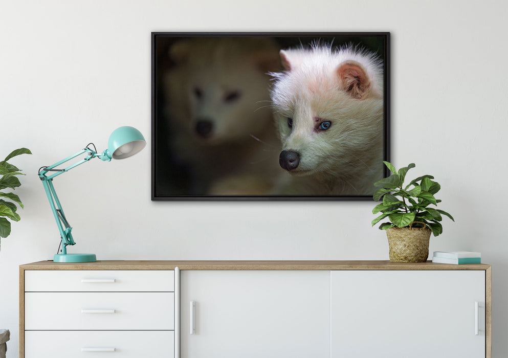 Polarfuchs in Höhle auf Leinwandbild gerahmt verschiedene Größen im Wohnzimmer