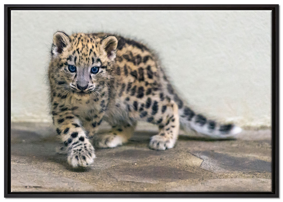 stolzierendes Leopardenjunges auf Leinwandbild gerahmt Größe 100x70