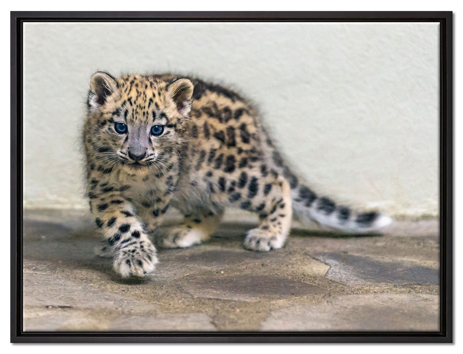 stolzierendes Leopardenjunges auf Leinwandbild gerahmt Größe 80x60