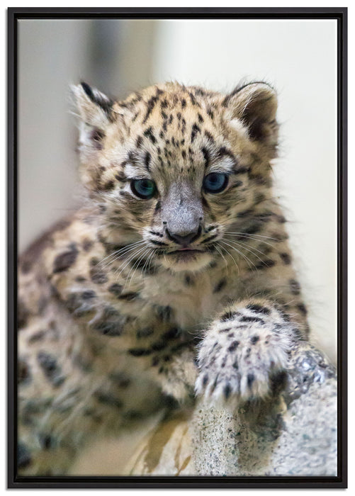 Leopardenjunges beim Klettern auf Leinwandbild gerahmt Größe 100x70