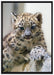 Leopardenjunges beim Klettern auf Leinwandbild gerahmt Größe 100x70