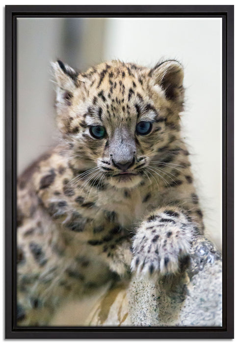 Leopardenjunges beim Klettern auf Leinwandbild gerahmt Größe 60x40