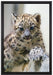 Leopardenjunges beim Klettern auf Leinwandbild gerahmt Größe 60x40