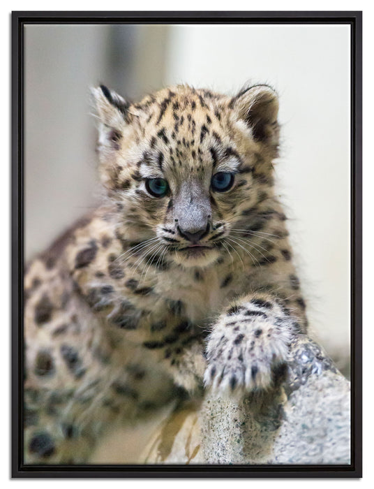 Leopardenjunges beim Klettern auf Leinwandbild gerahmt Größe 80x60