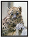 Leopardenjunges beim Klettern auf Leinwandbild gerahmt Größe 80x60