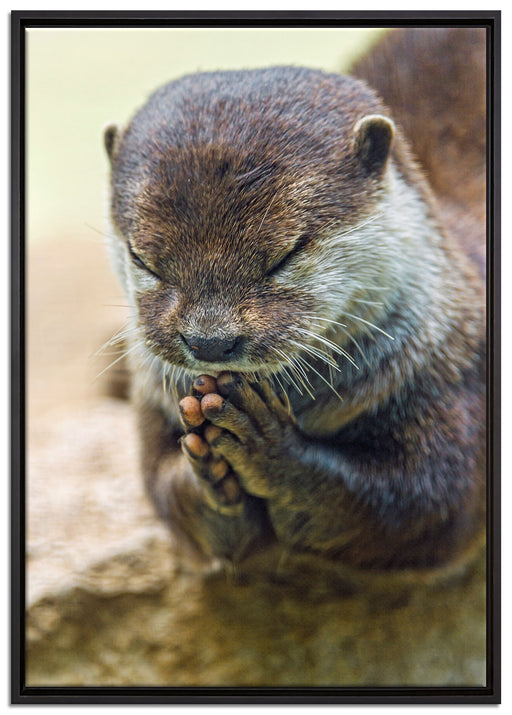 anmutiger Zwergotter auf Leinwandbild gerahmt Größe 100x70
