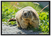 kleiner Biber im Gras auf Leinwandbild gerahmt Größe 100x70