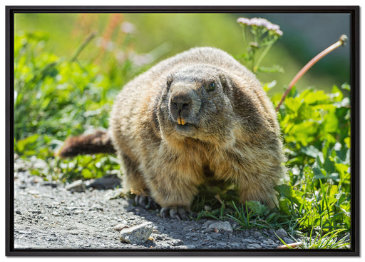 kleiner Biber im Gras auf Leinwandbild gerahmt Größe 100x70