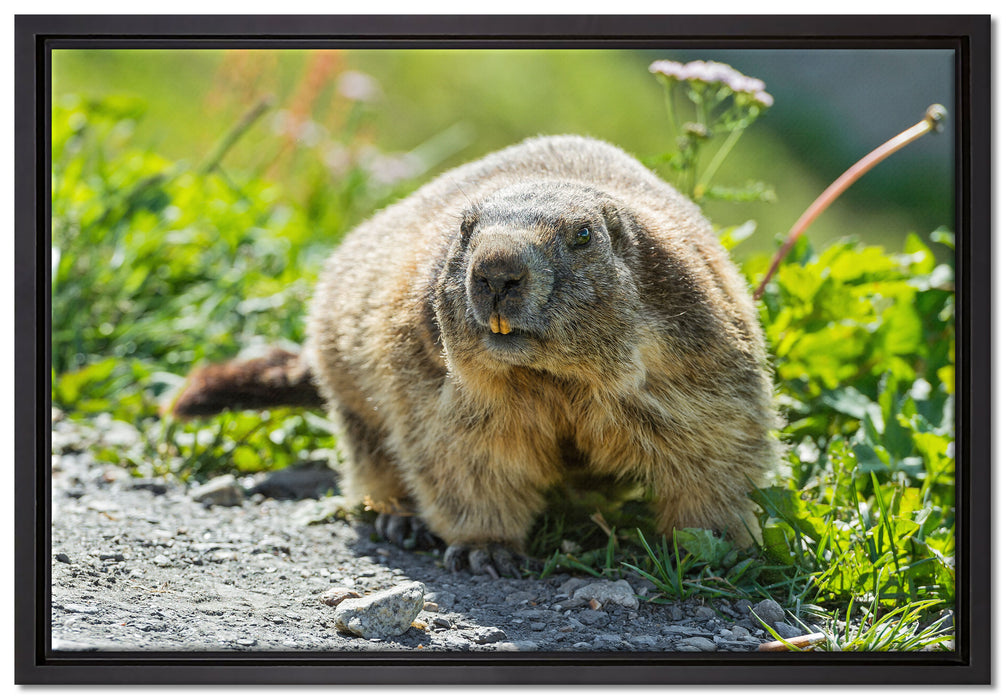 kleiner Biber im Gras auf Leinwandbild gerahmt Größe 60x40