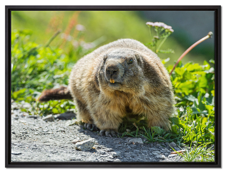 kleiner Biber im Gras auf Leinwandbild gerahmt Größe 80x60