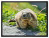 kleiner Biber im Gras auf Leinwandbild gerahmt Größe 80x60
