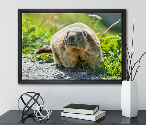 kleiner Biber im Gras auf Leinwandbild gerahmt mit Kirschblüten