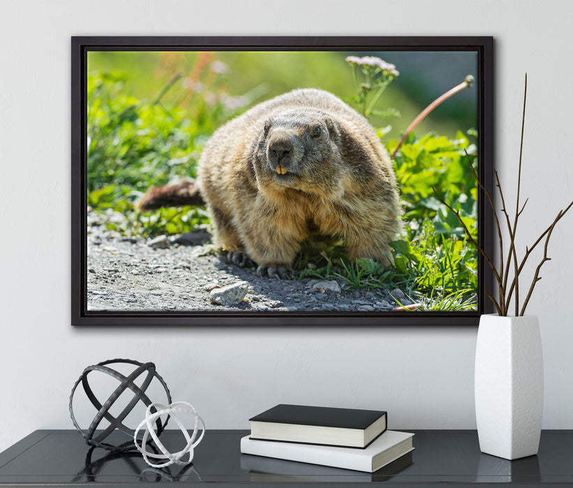 kleiner Biber im Gras auf Leinwandbild gerahmt mit Kirschblüten