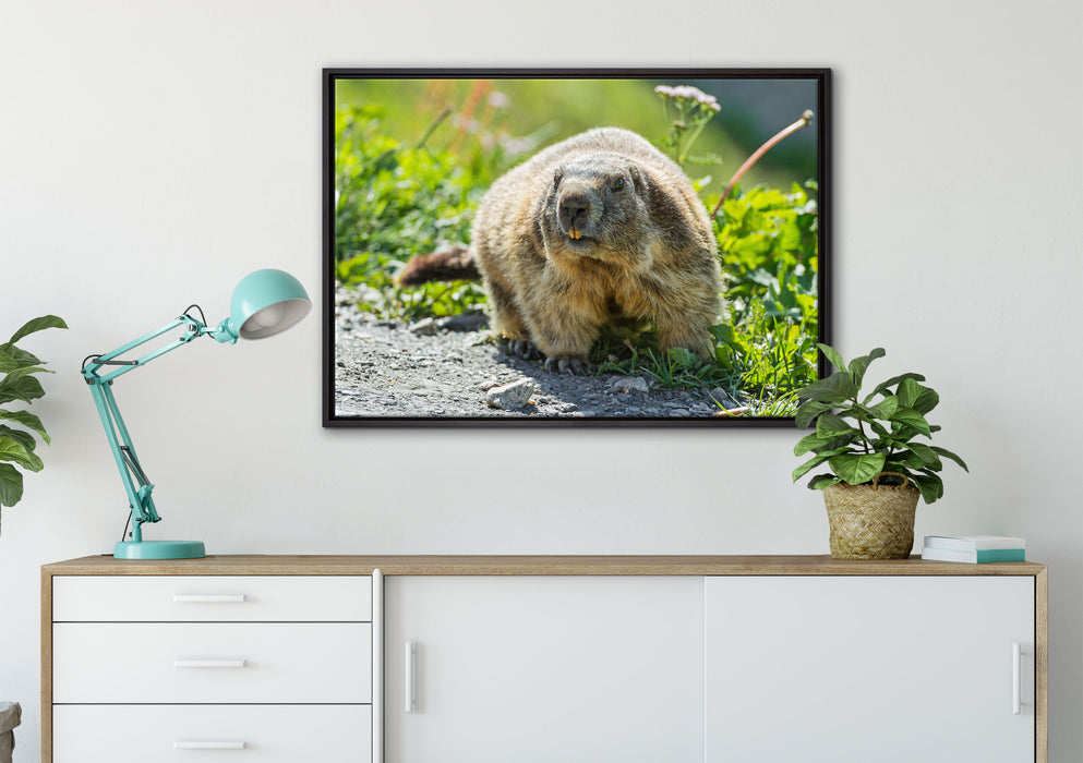 kleiner Biber im Gras auf Leinwandbild gerahmt verschiedene Größen im Wohnzimmer