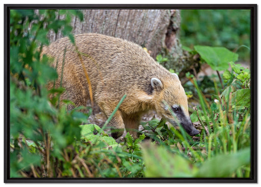 Nasenbär sucht nach Nahrung auf Leinwandbild gerahmt Größe 100x70