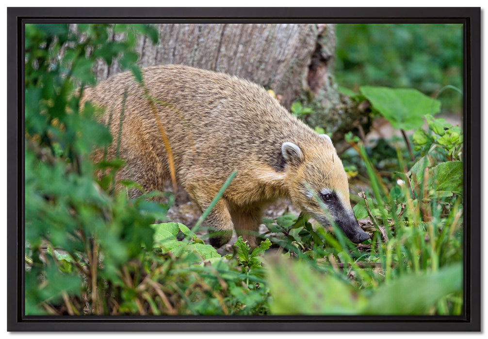 Nasenbär sucht nach Nahrung auf Leinwandbild gerahmt Größe 60x40
