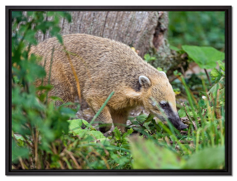 Nasenbär sucht nach Nahrung auf Leinwandbild gerahmt Größe 80x60