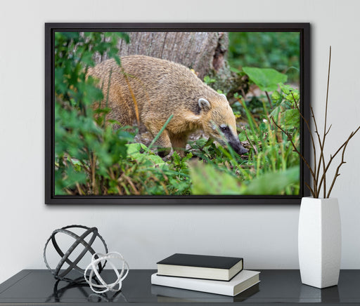 Nasenbär sucht nach Nahrung auf Leinwandbild gerahmt mit Kirschblüten