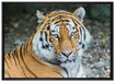 prächtiger Tiger auf Leinwandbild gerahmt Größe 100x70