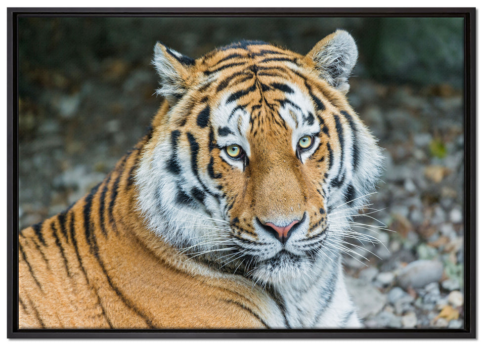 prächtiger Tiger auf Leinwandbild gerahmt Größe 100x70