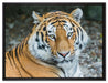 prächtiger Tiger auf Leinwandbild gerahmt Größe 80x60