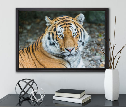 prächtiger Tiger auf Leinwandbild gerahmt mit Kirschblüten