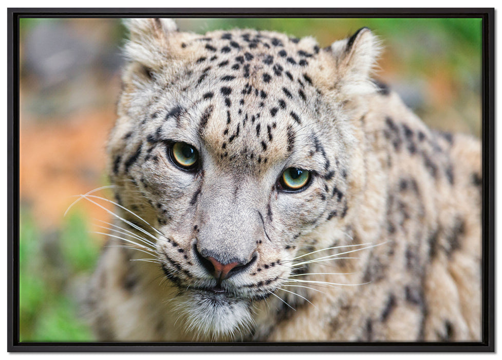 eleganter Schneeleopard auf Leinwandbild gerahmt Größe 100x70