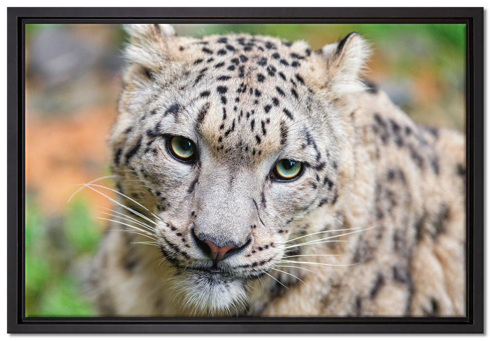eleganter Schneeleopard auf Leinwandbild gerahmt Größe 60x40
