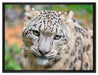 eleganter Schneeleopard auf Leinwandbild gerahmt Größe 80x60