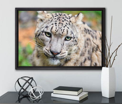 eleganter Schneeleopard auf Leinwandbild gerahmt mit Kirschblüten