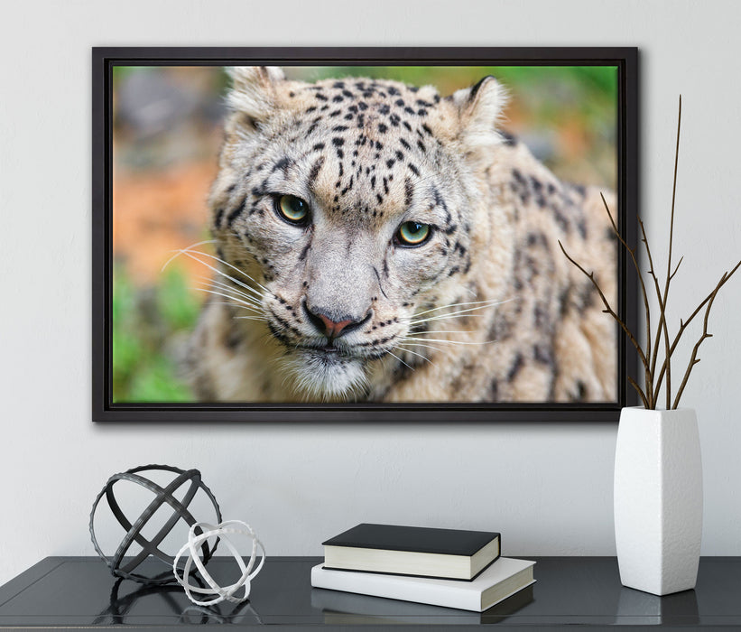 eleganter Schneeleopard auf Leinwandbild gerahmt mit Kirschblüten