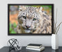 eleganter Schneeleopard auf Leinwandbild gerahmt mit Kirschblüten