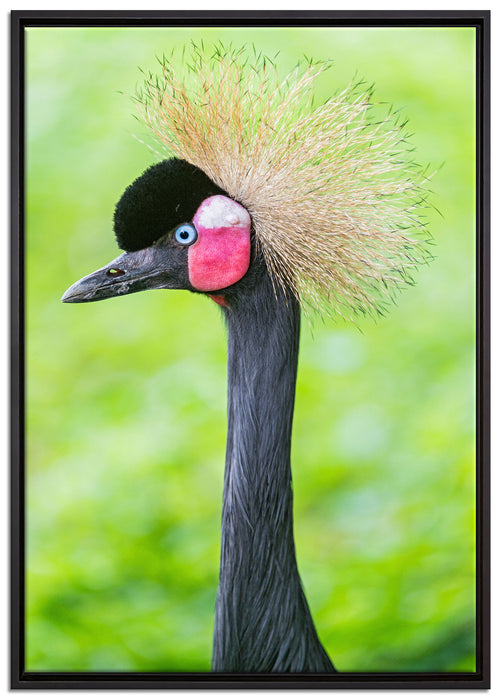 Kronenkranich im Seitenprofil auf Leinwandbild gerahmt Größe 100x70