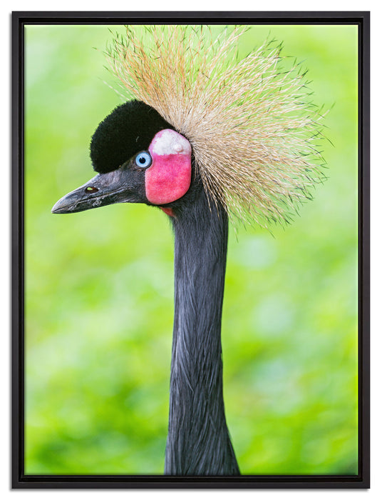 Kronenkranich im Seitenprofil auf Leinwandbild gerahmt Größe 80x60
