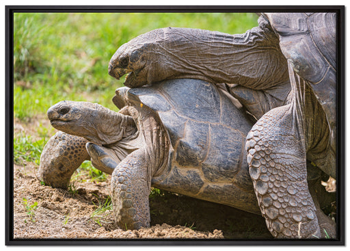 liebevolles Schildkrötenpaar auf Leinwandbild gerahmt Größe 100x70